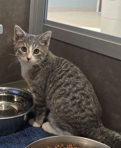 BEATRICE - Domestic Short Hair available for adoption