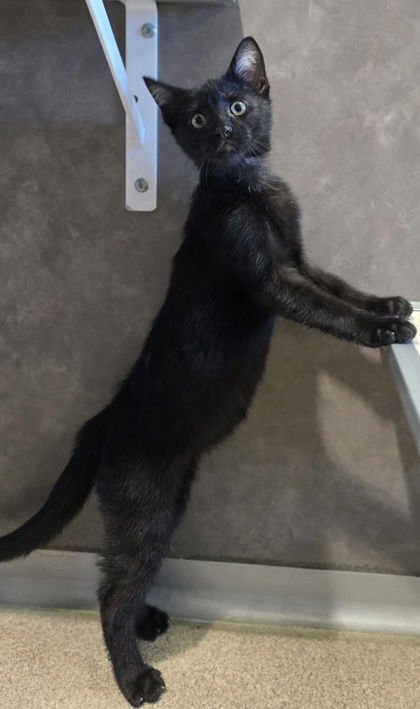 EUGENE - Domestic Short Hair available for adoption