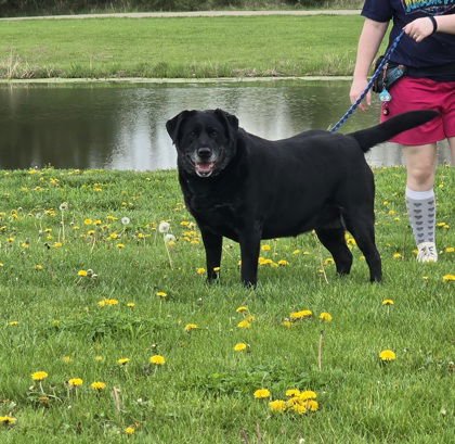 DAISY - Labrador Retriever available for adoption