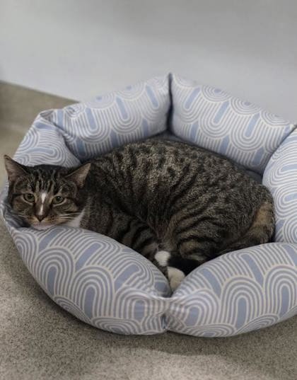 OCTAVIA - Domestic Short Hair available for adoption