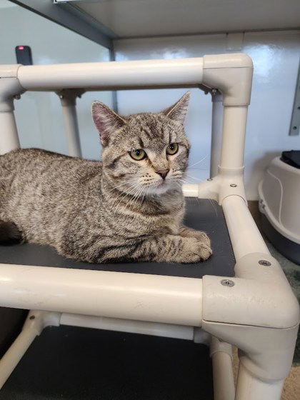 PONYBOY - Domestic Short Hair available for adoption