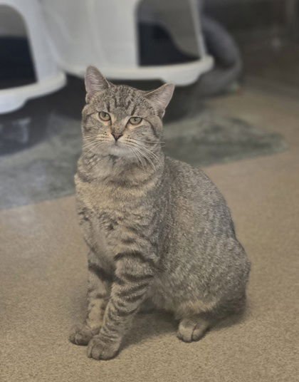 PONYBOY - Domestic Short Hair available for adoption