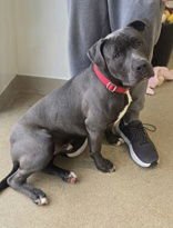 GEORGE - Pit Bull Terrier available for adoption