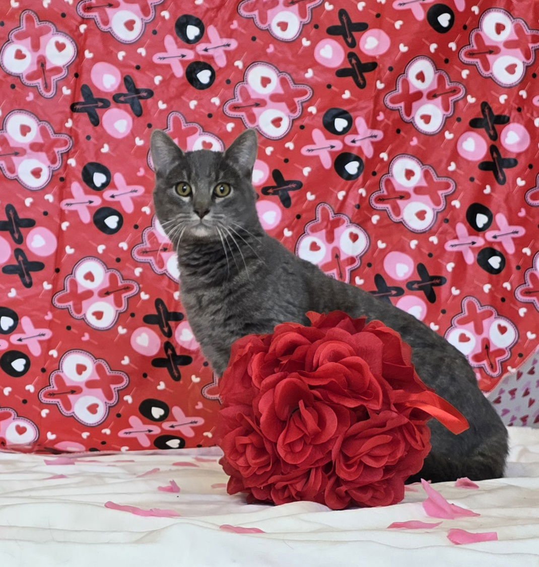 SODAPOP - Domestic Short Hair available for adoption