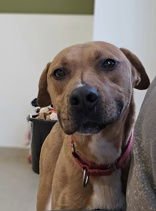 ROWAN - Rhodesian Ridgeback available for adoption