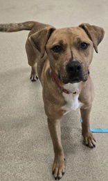 ROWAN - Rhodesian Ridgeback available for adoption