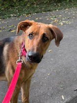 PUMPKIN - German Shepherd Dog available for adoption