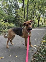 PUMPKIN - German Shepherd Dog available for adoption