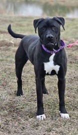 CHASE - Labrador Retriever available for adoption