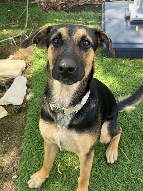 KATY - Belgian Shepherd Malinois available for adoption