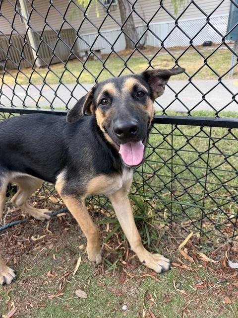 KATY - Belgian Shepherd Malinois for adoption in Sugar Land