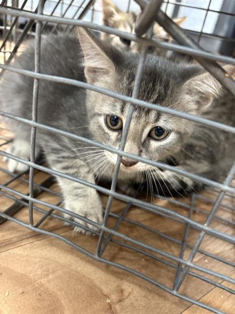 SWEEPER - Domestic Medium Hair available for adoption