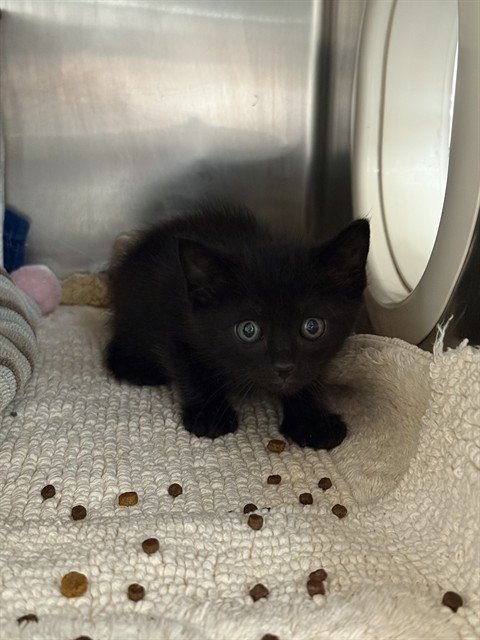 COVY - Domestic Short Hair available for adoption