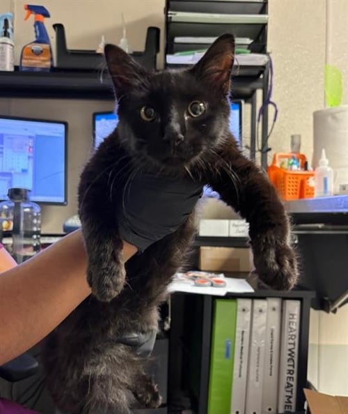 CLARA - Domestic Long Hair available for adoption