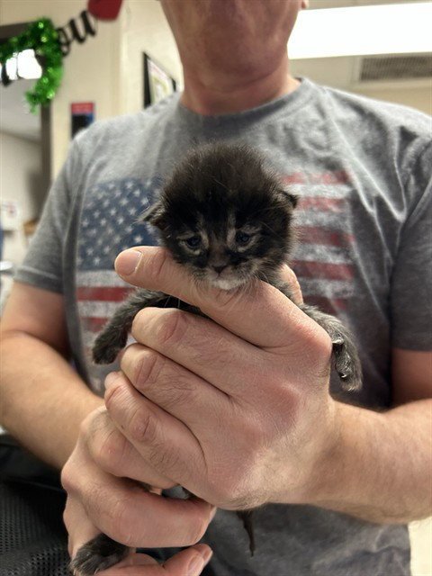 TRUMAN - Domestic Short Hair available for adoption