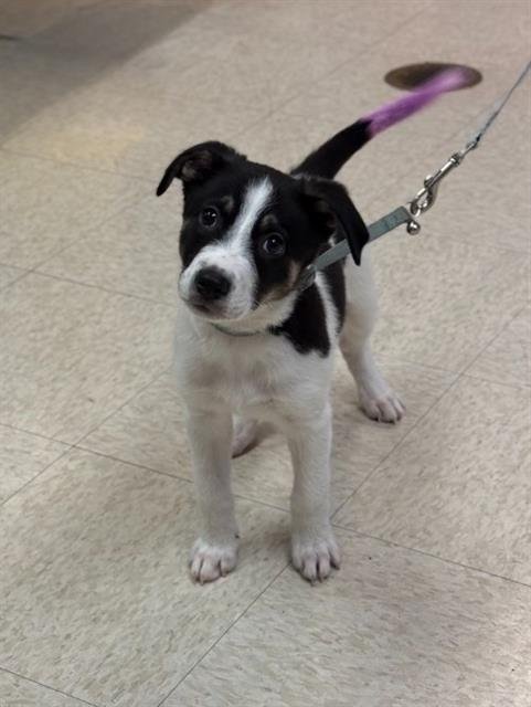 BO - Rat Terrier / Collie available for adoption