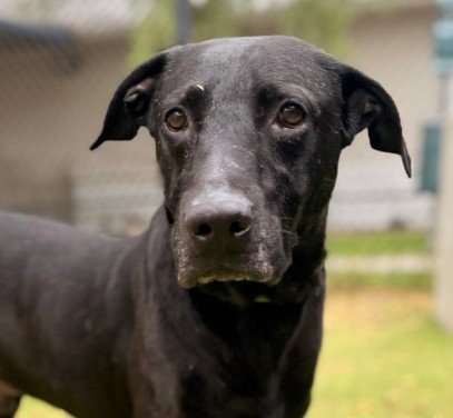 BOSCO - Labrador Retriever for adoption in Sugar Land