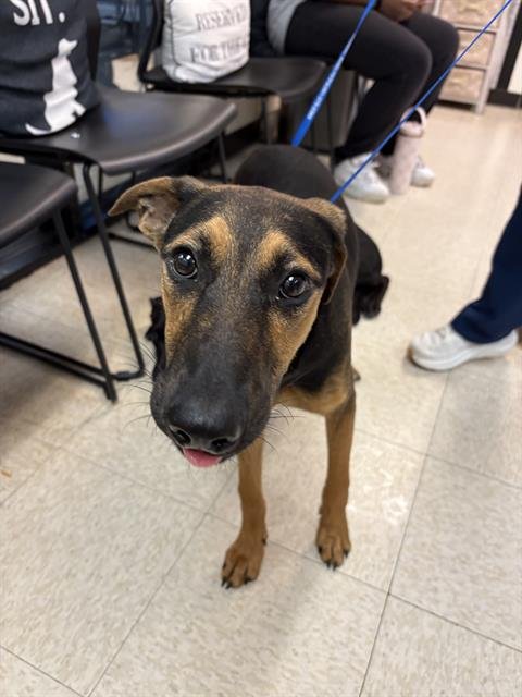 MISO - German Shepherd Dog for adoption in Sugar Land