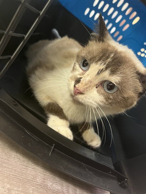 TUNA TURNER - Domestic Short Hair available for adoption