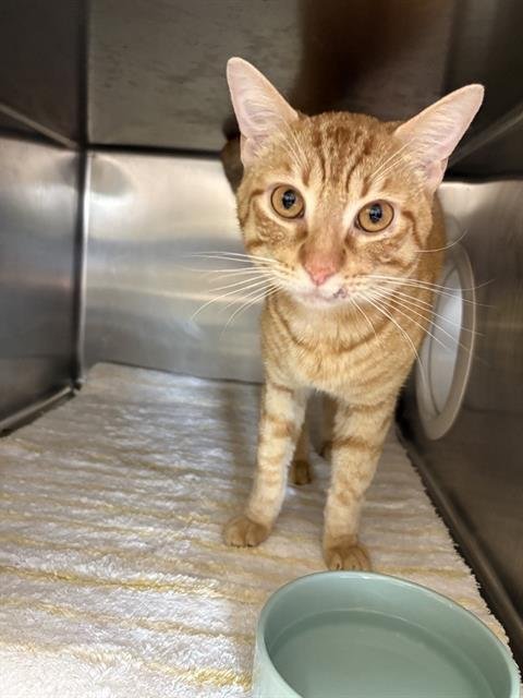 TANNER - Domestic Short Hair available for adoption