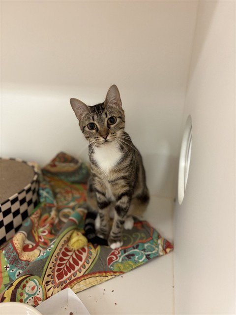JANE PAWSTEN - Domestic Short Hair available for adoption