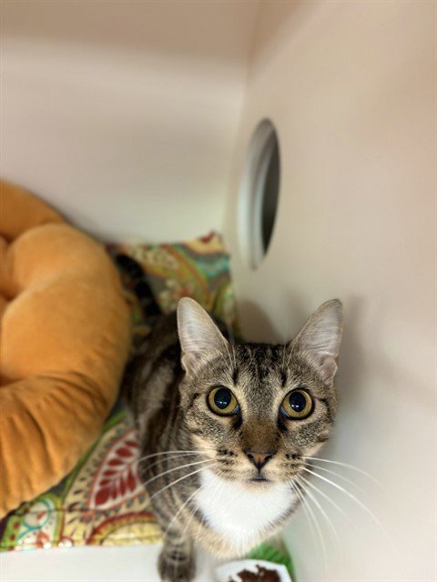 JANE PAWSTEN - Domestic Short Hair for adoption in Sugar Land