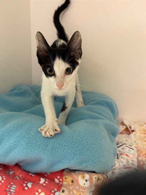 MEOWMEOW - Domestic Short Hair available for adoption