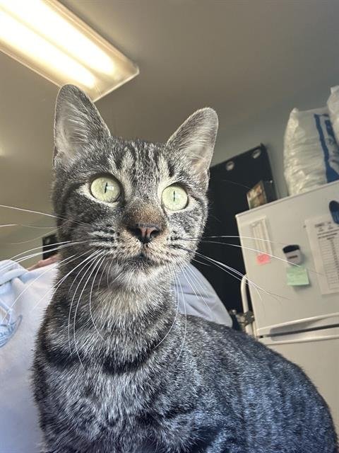 SKINNY QUEEN - Domestic Short Hair available for adoption