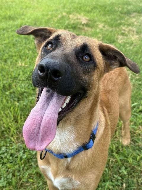 GENERAL - Belgian Shepherd Malinois available for adoption
