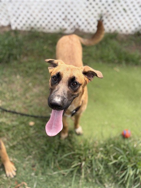 GENERAL - Belgian Shepherd Malinois for adoption in Sugar Land