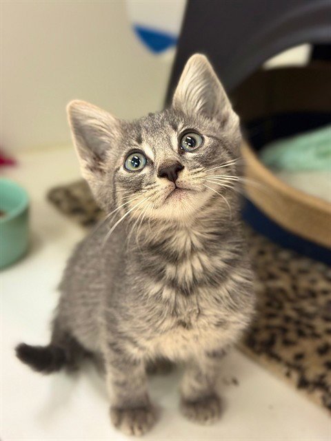 LOREI - Domestic Short Hair available for adoption