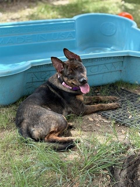 JUNO - Dutch Shepherd for adoption in Sugar Land