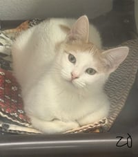 MEOWZART - Photo 1