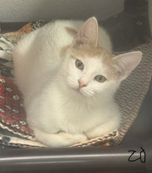 MEOWZART - Domestic Short Hair for adoption in Sugar Land