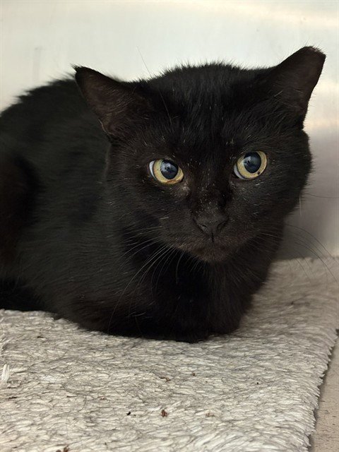 LIMERICK - Domestic Short Hair available for adoption