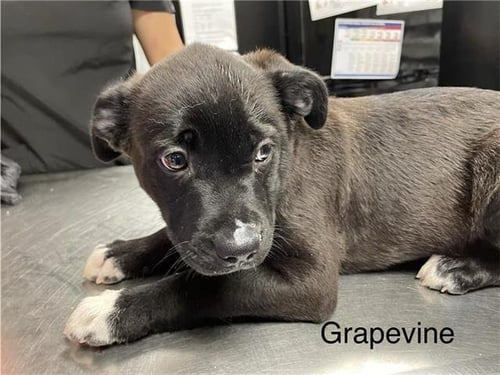 GRAPEVINE - German Wirehaired Pointer available for adoption