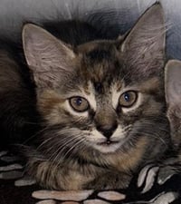 CINNAMEOW - Photo 1