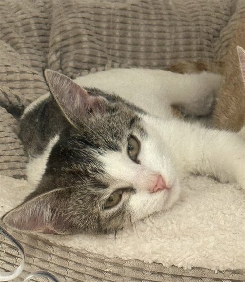 LIZZO - Domestic Short Hair for adoption in Sugar Land