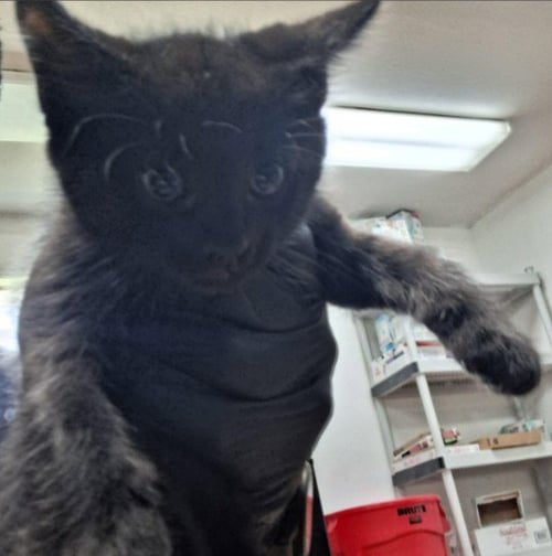 GOOSE - Domestic Short Hair available for adoption