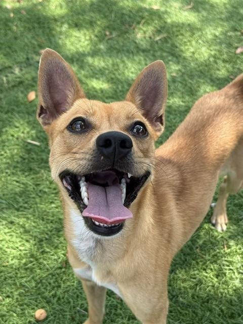 CANELA - Chihuahua available for adoption