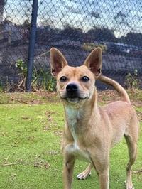 CANELA - Photo 1