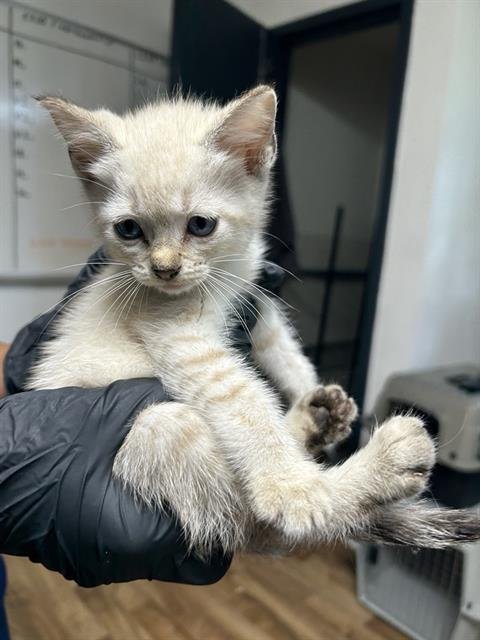 CAPS - Domestic Medium Hair for adoption in Sugar Land