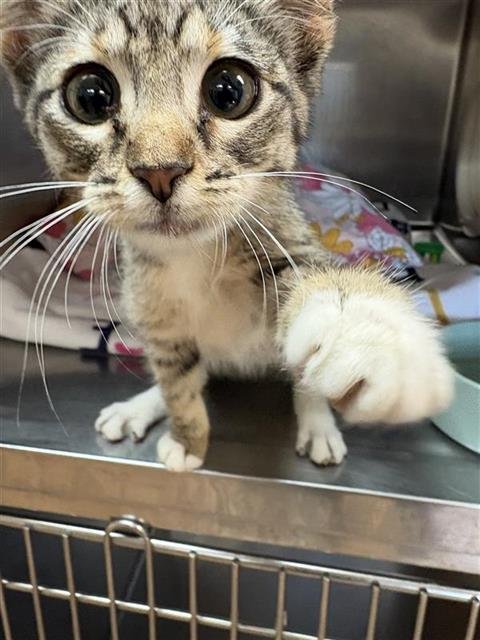 SINCLAIR - Domestic Medium Hair available for adoption