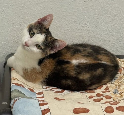 OZZY PAWSBOURNE - Domestic Short Hair for adoption in Sugar Land