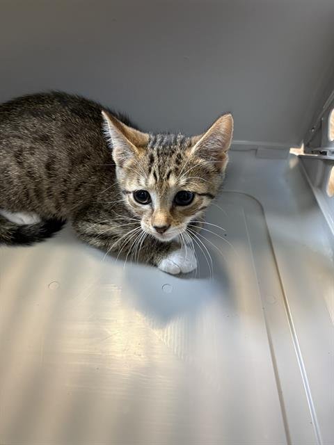 BOOTS - Domestic Medium Hair for adoption in Sugar Land