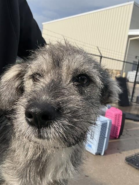 CRESSIDA - Wheaten Terrier available for adoption