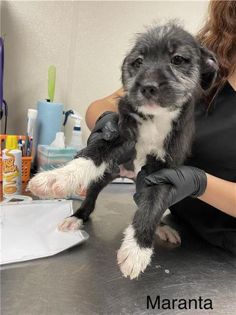 SPICE - German Wirehaired Pointer available for adoption