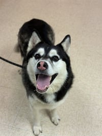 DIXIE - Photo 1