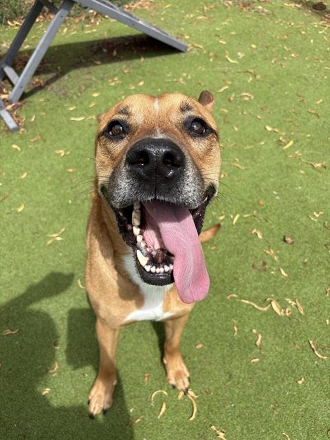 THOR - Pit Bull Terrier for adoption in Sugar Land