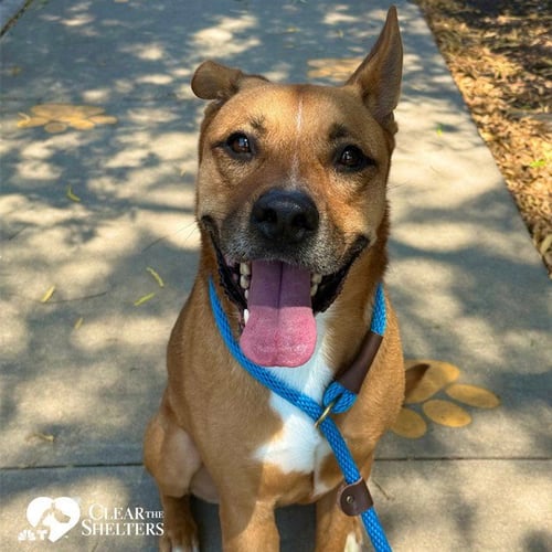 THOR - Pit Bull Terrier for adoption in Sugar Land